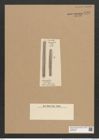 Grammatophora parallela Ehr. (de-Toni-Nr.: Genus 93, Species 3034) Zeichnungen Sammlung Grunow Nr. 6146 (NHMW-BOT-W0374705)